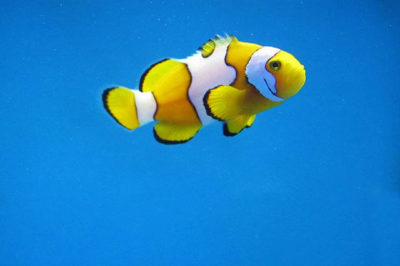 Sarı Palyaço Balığı